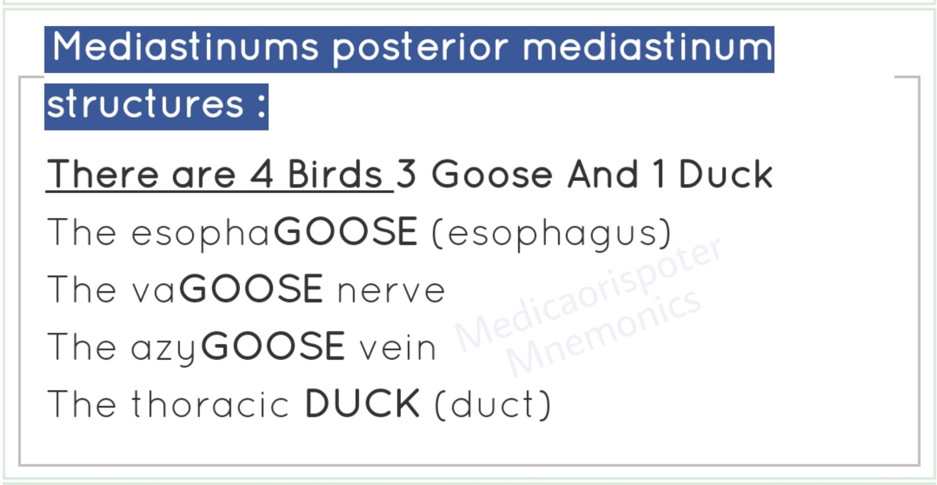 preview of Structures of Posterior Mediastenum.jpg